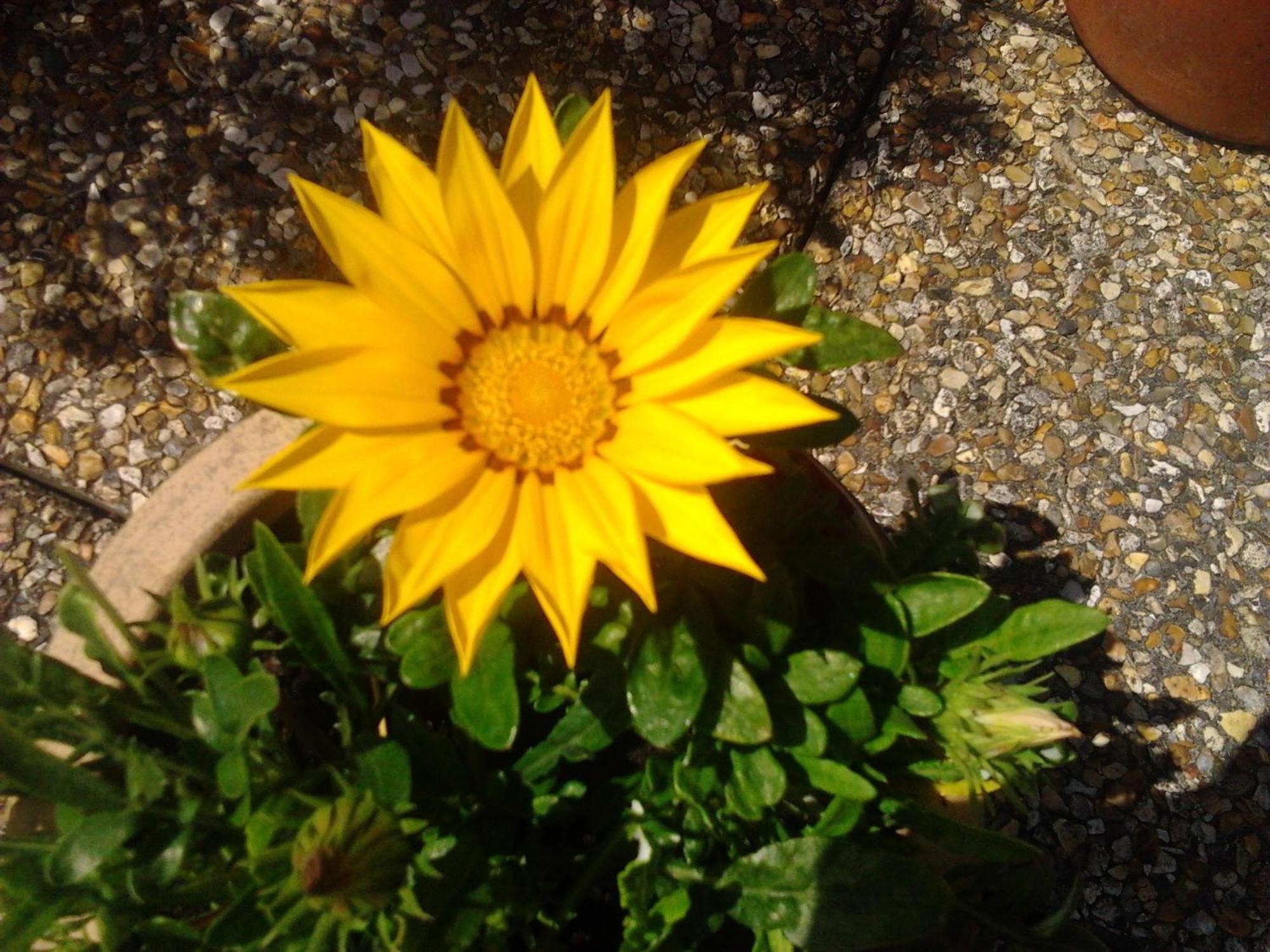 Rosslare Strand Rooms Only Accommodation Rosslare Harbour Екстер'єр фото